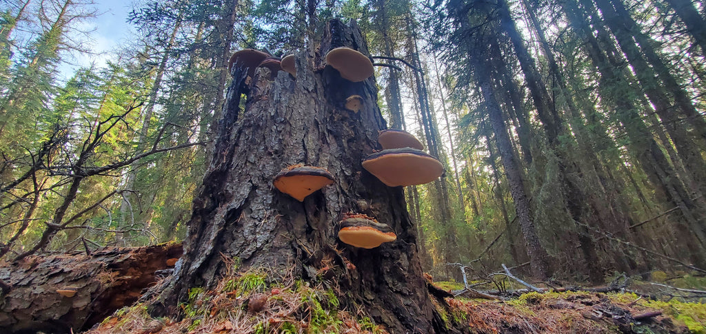 Our Policies – Nature Alive