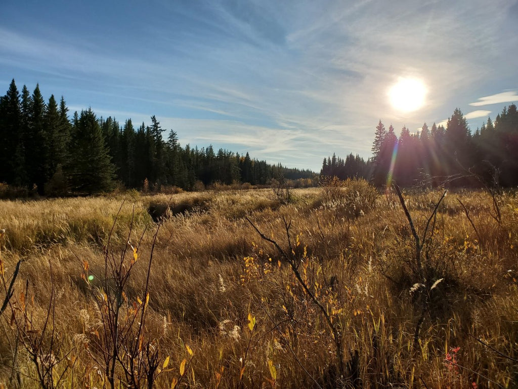 Larch March - Tamarack Is Back - Open House Campout - Nature AliveCourses, Guided Trips